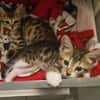 COCOLA À ADOPTER AVEC SON FRÈRE TIPPYTO OU SEULE SI DÉJÀ UN CHAT PRÉSENT CHEZ VOUS