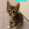 TIPPYTO A ADOPTER AVEC SA SOEUR COCOLA OU SEUL SI DÉJÀ UN CHAT PRÉSENT CHEZ VOUS