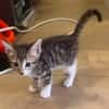 TIPPYTO A ADOPTER AVEC SA SOEUR COCOLA OU SEUL SI DÉJÀ UN CHAT PRÉSENT CHEZ VOUS
