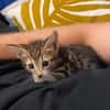 TIPPYTO A ADOPTER AVEC SA SOEUR COCOLA OU SEUL SI DÉJÀ UN CHAT PRÉSENT CHEZ VOUS