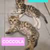 TIPPYTO A ADOPTER AVEC SA SOEUR COCOLA OU SEUL SI DÉJÀ UN CHAT PRÉSENT CHEZ VOUS