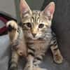 CALIBAN À ADOPTER EN DUO OU SEUL SI DÉJÀ UN CHAT PRÉSENT CHEZ VOUS