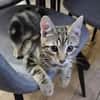 CALIBAN À ADOPTER EN DUO OU SEUL SI DÉJÀ UN CHAT PRÉSENT CHEZ VOUS