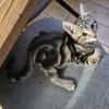 CALIBAN À ADOPTER EN DUO OU SEUL SI DÉJÀ UN CHAT PRÉSENT CHEZ VOUS