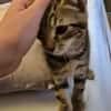 CALIBAN À ADOPTER EN DUO OU SEUL SI DÉJÀ UN CHAT PRÉSENT CHEZ VOUS