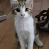 AZRIEL A ADOPTER EN DUO OU SEUL SI DÉJÀ UN CHAT PRÉSENT CHEZ VOUS