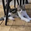 AZRIEL A ADOPTER EN DUO OU SEUL SI DÉJÀ UN CHAT PRÉSENT CHEZ VOUS
