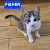 FISHER A ADOPTER EN DUO OU SEUL SI DÉJÀ UN CHAT PRÉSENT CHEZ VOUS