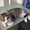 FISHER A ADOPTER EN DUO OU SEUL SI DÉJÀ UN CHAT PRÉSENT CHEZ VOUS