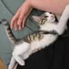 FISHER A ADOPTER EN DUO OU SEUL SI DÉJÀ UN CHAT PRÉSENT CHEZ VOUS