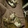FISHER A ADOPTER EN DUO OU SEUL SI DÉJÀ UN CHAT PRÉSENT CHEZ VOUS
