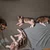 FISHER A ADOPTER EN DUO OU SEUL SI DÉJÀ UN CHAT PRÉSENT CHEZ VOUS