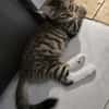 JACE A ADOPTER EN DUO OU SEUL SI DÉJÀ UN CHAT PRÉSENT CHEZ VOUS