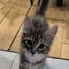 JACE A ADOPTER EN DUO OU SEUL SI DÉJÀ UN CHAT PRÉSENT CHEZ VOUS