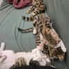 JACE A ADOPTER EN DUO OU SEUL SI DÉJÀ UN CHAT PRÉSENT CHEZ VOUS