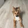 Tomby-liebevoll und verspielt