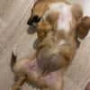 Tomby-liebevoll und verspielt