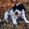 Keno ist ein Traumhund durch und durch!