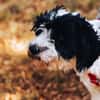 Keno ist ein Traumhund durch und durch!