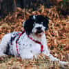 Keno ist ein Traumhund durch und durch!