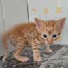 Süße kleine Katzen  Turron & Mango