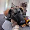 🐾💙 Yoyo sucht seine für immer Familie