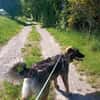🐾💙 Yoyo sucht seine für immer Familie