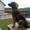 🐾💙 Yoyo sucht seine für immer Familie