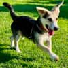 Kleiner charmanter Eddie sucht dringend eine Familie