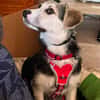 Kleiner charmanter Eddie sucht dringend eine Familie