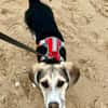 Kleiner charmanter Eddie sucht dringend eine Familie