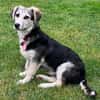 Kleiner charmanter Eddie sucht dringend eine Familie
