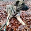 Scheues Hundekind Lucy sucht Heimat