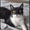 Paco sucht als Einzelkatze mit Freigang