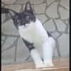 Paco sucht als Einzelkatze mit Freigang
