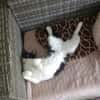 Paco sucht als Einzelkatze mit Freigang