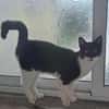 Paco sucht als Einzelkatze mit Freigang