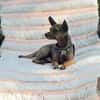 Pinscher-Chihuahua-Mix Dobby