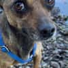 Pinscher-Chihuahua-Mix Dobby