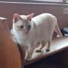 Lupita sucht als Einzelkatze mit Freigan