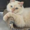 Geselliger junger Siam-Mix Kater Genie
