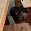 Honey W ~6jahre
