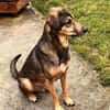 Bracken-Mix BOBBY❤ !Notfall!