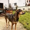 Bracken-Mix BOBBY❤ !Notfall!