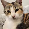 Liebe, junge Katze Lulu