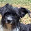 FINJA-zuckersüße Yorkshire-Terrier-Mix-Hündin