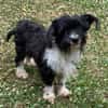 FINJA-zuckersüße Yorkshire-Terrier-Mix-Hündin