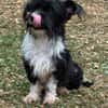 FINJA-zuckersüße Yorkshire-Terrier-Mix-Hündin