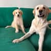 Rudolf, kleiner Welpe sucht neue Familie