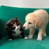 Rudolf, kleiner Welpe sucht neue Familie